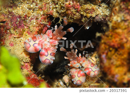 Horse deep-fried 20317391