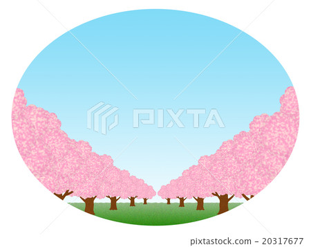 Row of cherry trees Row of cherry trees 20317677