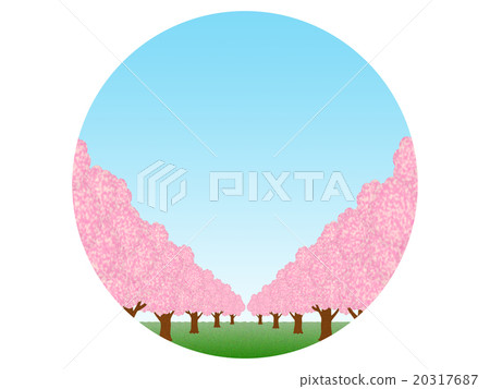Row of cherry trees 20317687