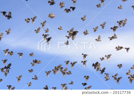 Flock of Blackbirds Flying 20317736