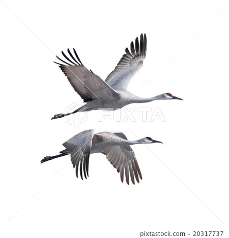 Sandhill Cranes in flight Sandhill Cranes in flight 20317737