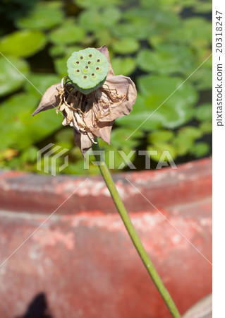 Lotus seed head Lotus seed head 20318247