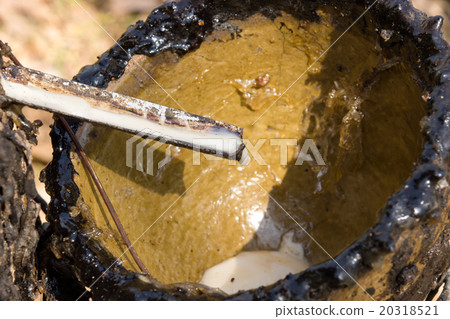 Dry Rubber Latex of rubber trees. Dry Rubber Latex of rubber trees. 20318521