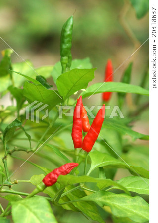 Fresh chili on the tree Fresh chili on the tree 20318637