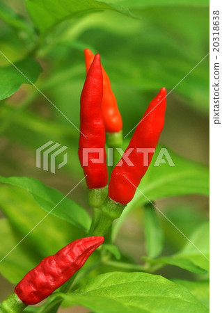Fresh chili on the tree Fresh chili on the tree 20318638