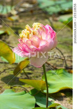 beautiful pink lotus flower in blooming 20318656