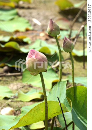 beautiful pink lotus flower in blooming beautiful pink lotus flower in blooming 20318657