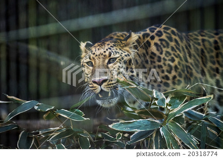 Amur leopard Amur leopard 20318774