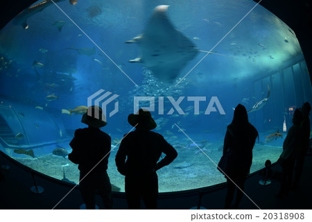 沖繩“美麗海水族館” 20318908