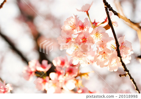 Cherry blossom petals of backlight 20318998