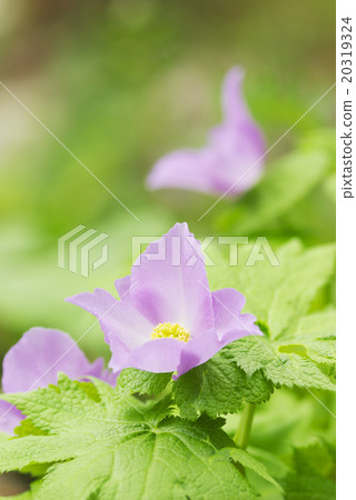 Shiraneeao Hakuba Goryu高山植物園 20319324