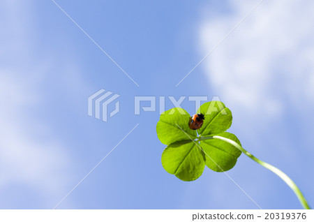 在幸運四葉草的背面查找瓢蟲 20319376