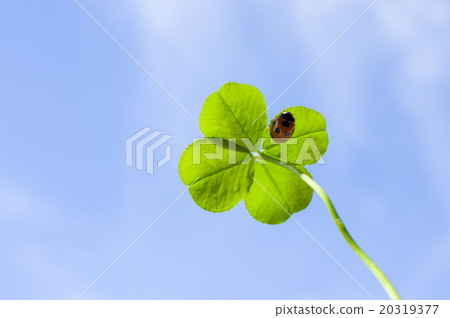 在幸運四葉草的背面查找瓢蟲 20319377