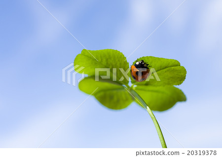瓢蟲背後幸運的四片層狀三葉草發現了 20319378