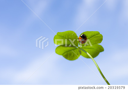 在幸運的四葉草上發現了蓋子幼蟲 20319379