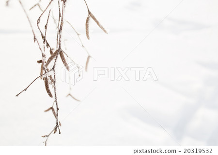 Snow on the branches with hoarfrost, copy space Snow on the branches with hoarfrost, copy space 20319532