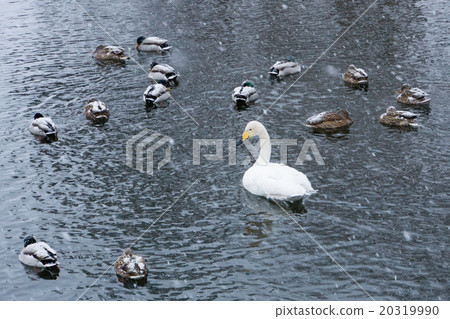Swans & ducks 20319990