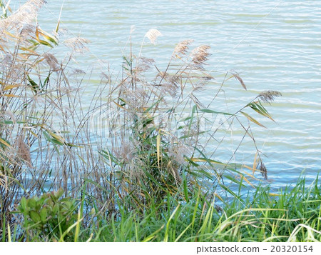 漣漪和蘆葦 漣漪和蘆葦 20320154