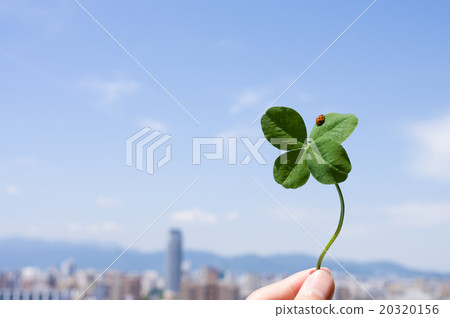 在時運四葉三葉草是沿海城市和藍天背景 在時運四葉三葉草是沿海城市和藍天背景 20320156