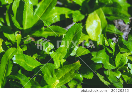 Culantro 20320223