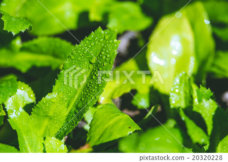 Culantro 20320228