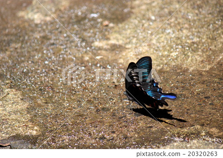 Mt. Fukayama Wula 20320263