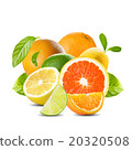 Fresh Set of Citrus Fruits on White Background 20320508