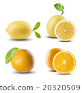 Fresh Set of Citrus Fruits on White Background 20320509