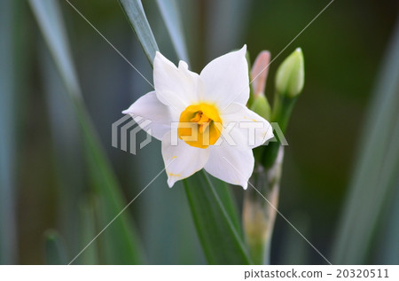 Narcissus Narcissus 20320511