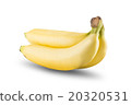 Fresh Banana Fruit On White Background 20320531