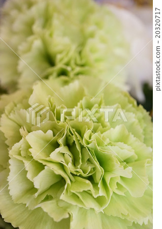 Green Carnation (green carnation: Prado mint) 20320717