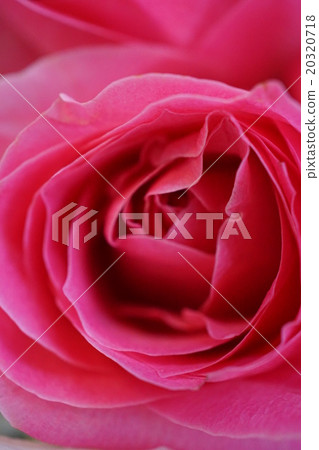 Rose (rose) Rose (rose) 20320718