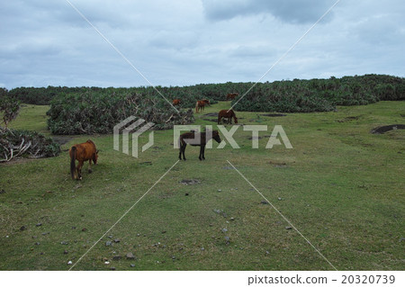 Yonaguni horse of Yonagunijima South Farm 20320739