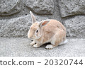 Usagi in Usagi island 20320744