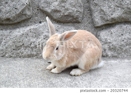 Usagi in Usagi island Usagi in Usagi island 20320744