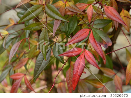 Nanten's leaves Nanten's leaves 20320970