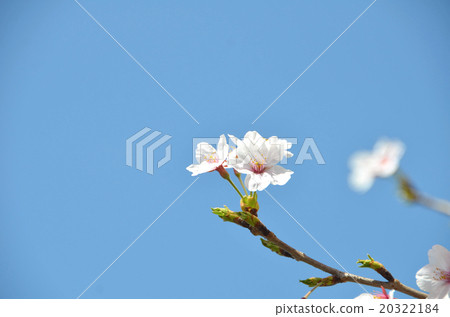 櫻花春天的照片 20322184