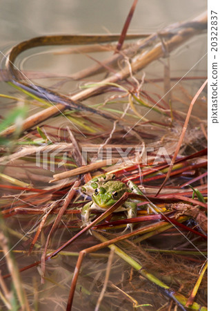Green Frog sitting on the branches in water Green Frog sitting on the branches in water 20322837