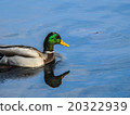 Mallard on Vasona Lake 20322939