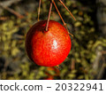 Pomegranate Macro 20322941