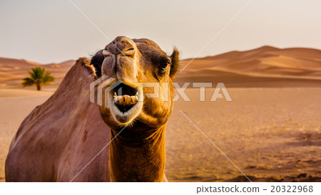 Saara camel Saara camel 20322968