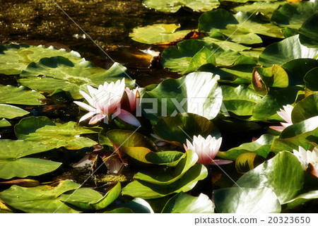 blooming water lilies. 20323650