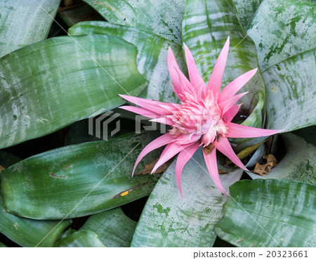 Small pink bromeliad 20323661