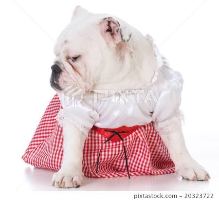female english bulldog female english bulldog 20323722