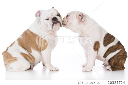 mother and daughter dogs mother and daughter dogs 20323724