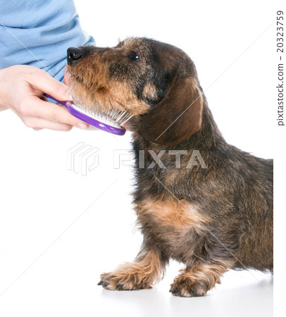 dog getting brushed 20323759
