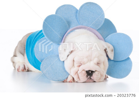 adorable bulldog puppy adorable bulldog puppy 20323776