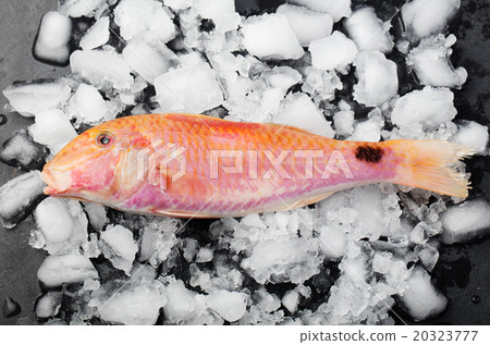 Raw fish, Red mullet fish on an ice cubes Raw fish, Red mullet fish on an ice cubes 20323777