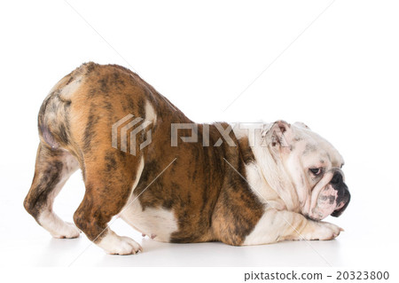 dog bowing dog bowing 20323800