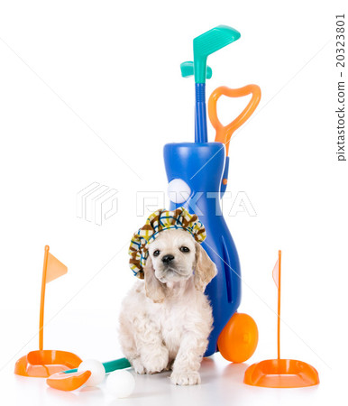 dog playing golf dog playing golf 20323801
